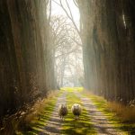 Alexandre Rotenberg, Two Sheep on Glorious Path