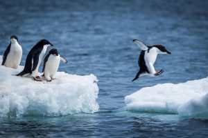 Nick Dale, Adelie penguin jumping between two ice floes